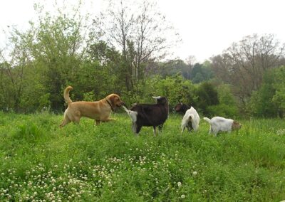 Suncenter Farms