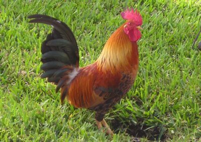 Suncenter Farms